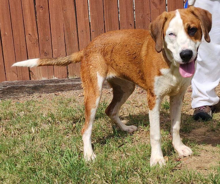 251444  Henrietta, Adoptable, Adult Female Hound & Labrador Retriever.