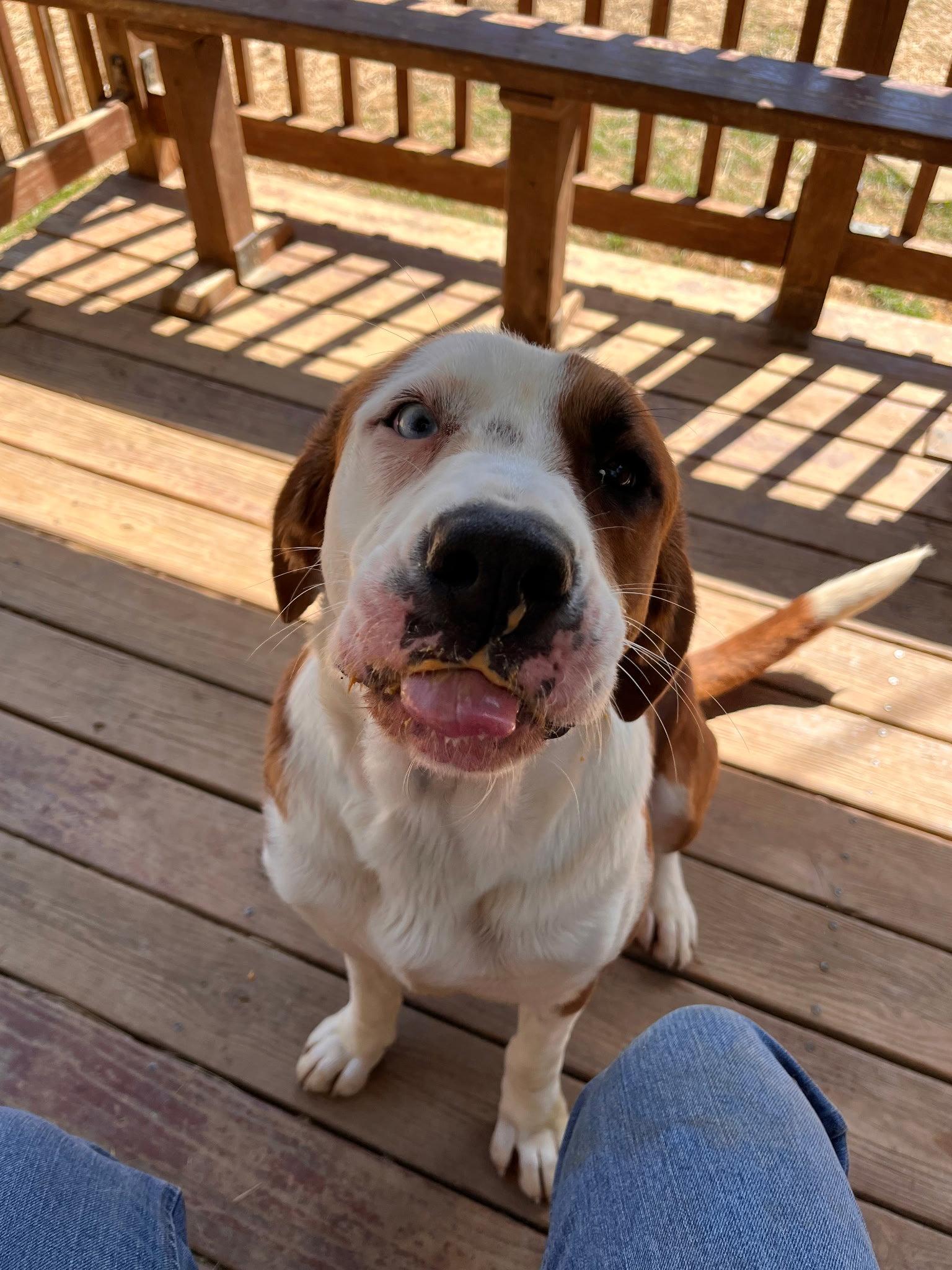 Enlarge 251444  Henrietta, a Adoptable mixed breed in Wetumpka, AL image 2/3