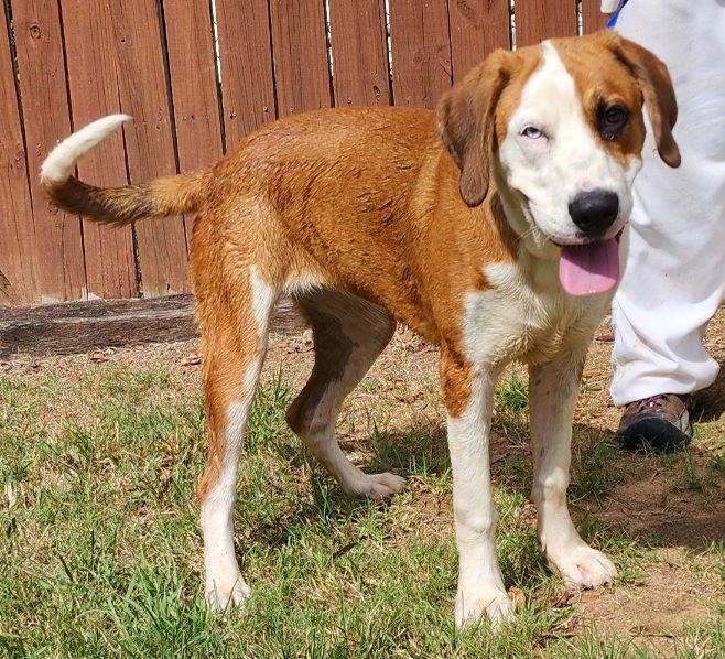 Enlarge 251444  Henrietta, a Adoptable mixed breed in Wetumpka, AL image 2/3