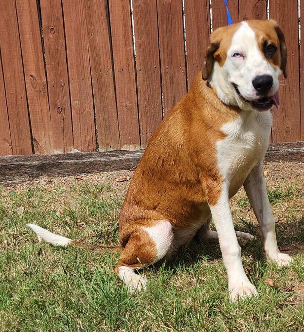 Enlarge 251444  Henrietta, a Adoptable mixed breed in Wetumpka, AL image 3/3