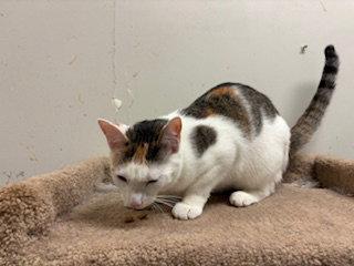Peaches, Adoptable, Young Female Calico & Domestic Short Hair.