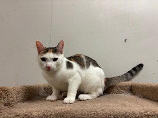 Peaches, a Adoptable mixed breed in Fayetteville, GA image 2/3