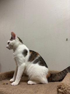 Peaches, a Adoptable mixed breed in Fayetteville, GA image 3/3