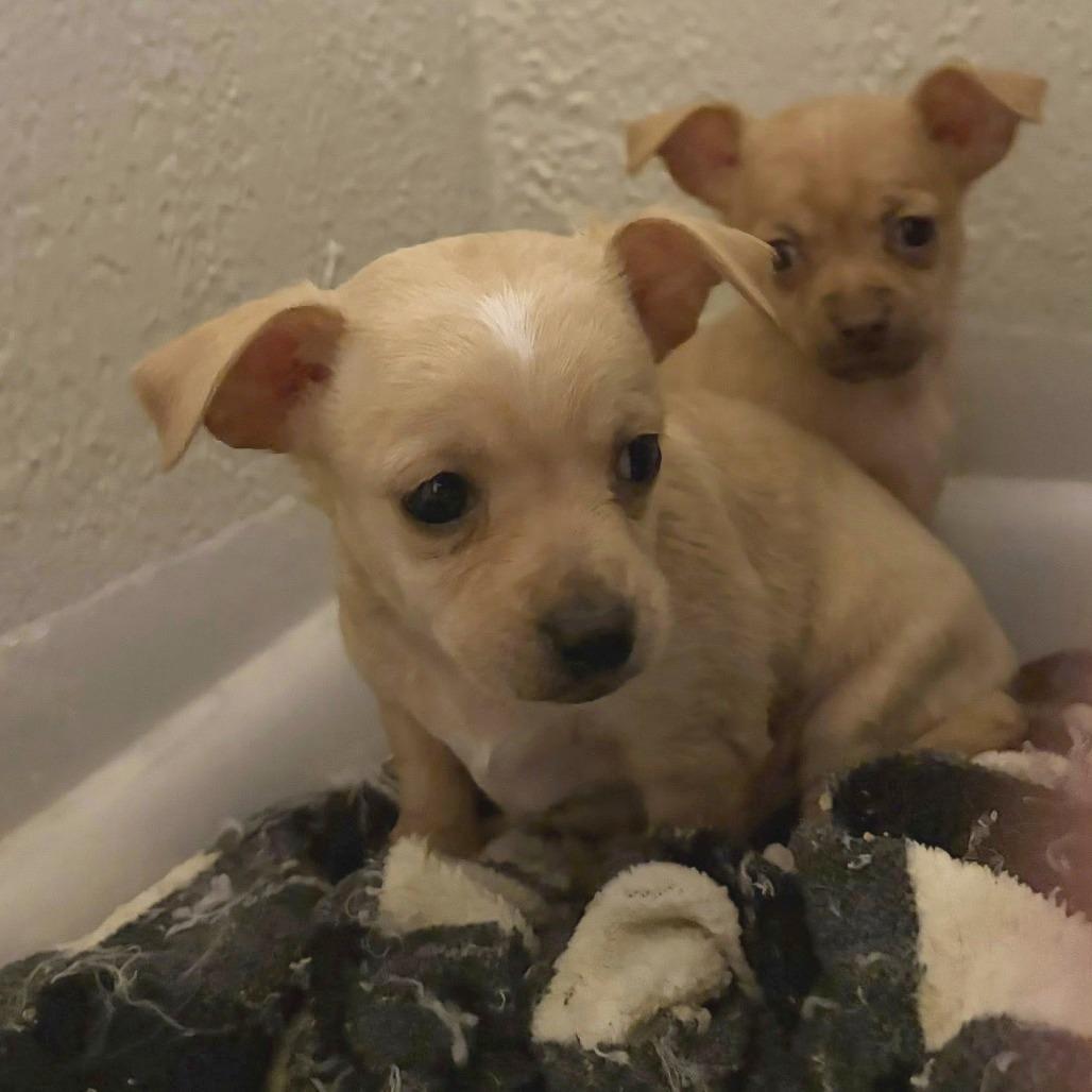 Latte C-34484, Adoptable, Puppy Male Chihuahua.