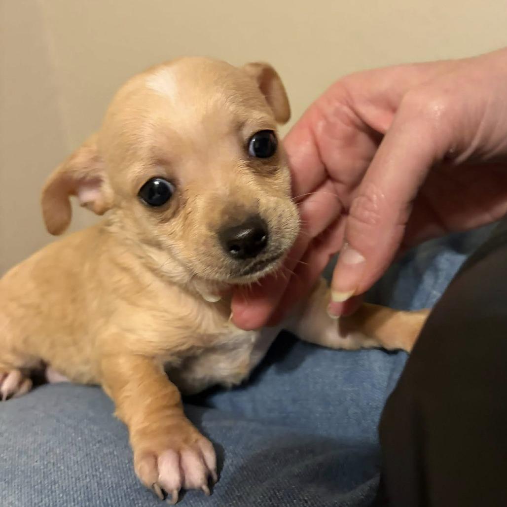 Latte C-34484, Adoptable, Puppy Male Chihuahua.