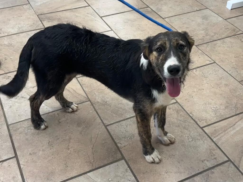 Ella, Adoptable, Puppy Female Mixed Breed.