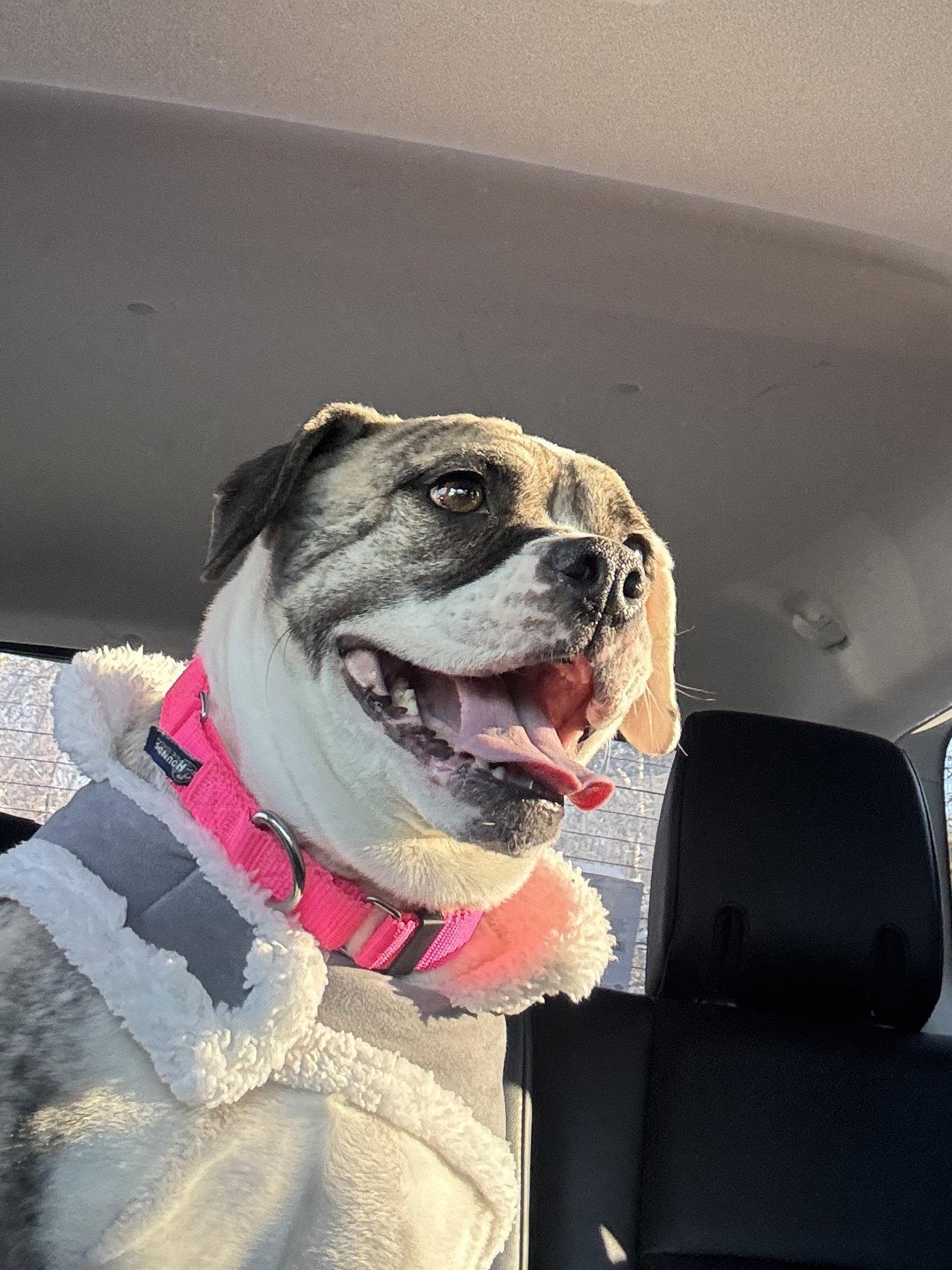 Doris, Adoptable, Young Female English Bulldog & Beagle.
