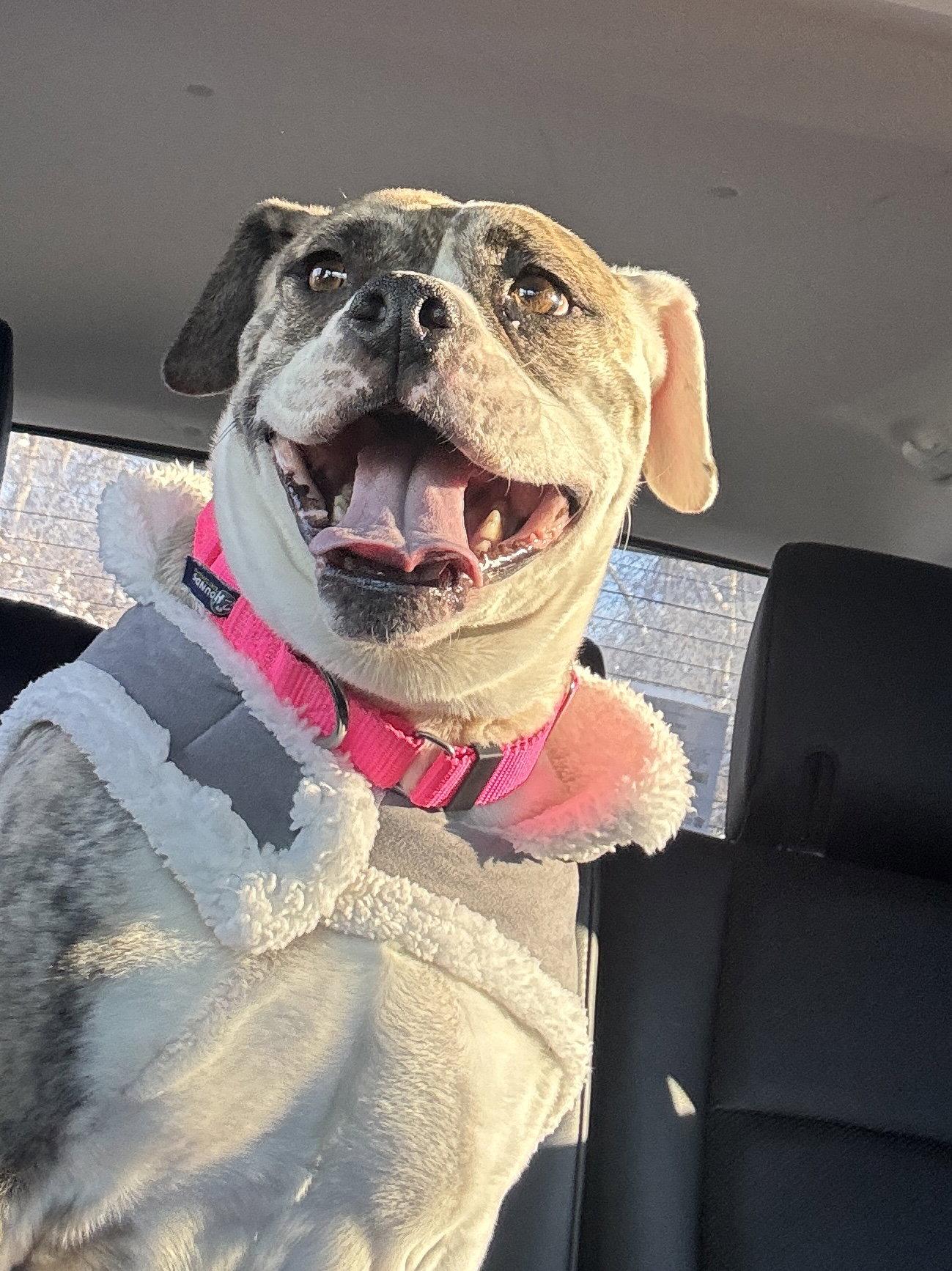 Enlarge Doris, a Adoptable mixed breed in New Hope, PA image 2/3