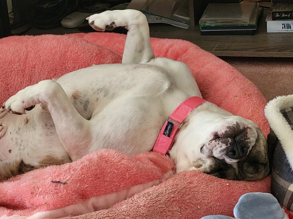 Enlarge Doris, a Adoptable mixed breed in New Hope, PA image 3/3