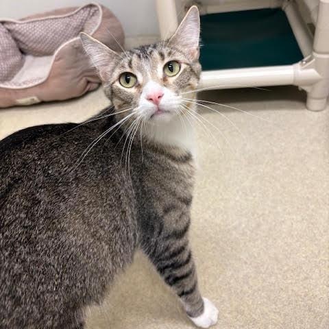 Trapper, a Adoptable mixed breed in Centralia, IL image 1/3