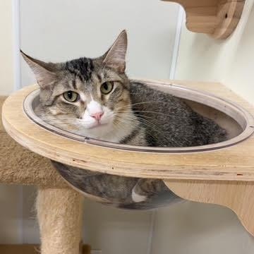 Trapper, a Adoptable mixed breed in Centralia, IL image 2/3