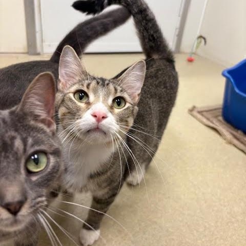 Trapper, a Adoptable mixed breed in Centralia, IL image 3/3