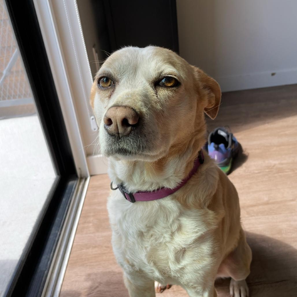 Enlarge Ivory, a Adoptable Mixed Breed in Corvallis, OR image 1/5