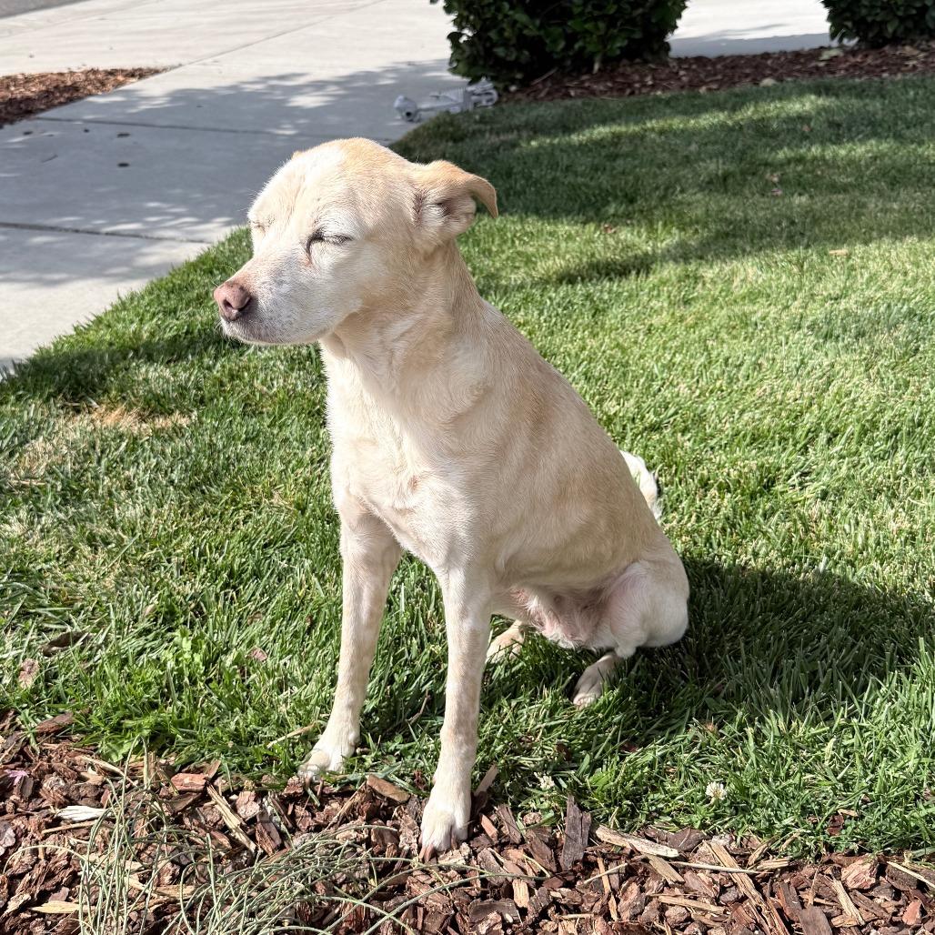 Enlarge Ivory, a Adoptable Mixed Breed in Corvallis, OR image 2/5