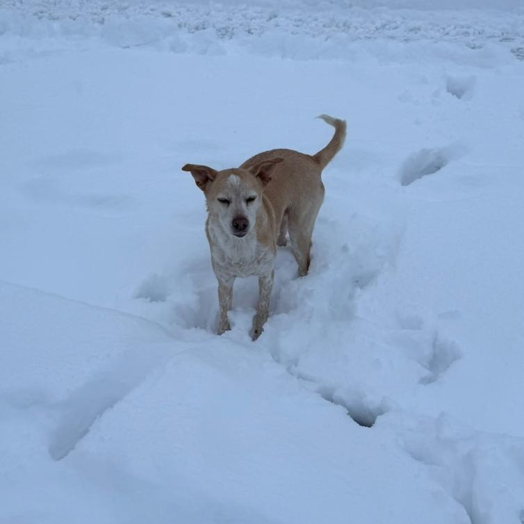 Enlarge Ivory, a Adoptable Mixed Breed in Corvallis, OR image 3/5