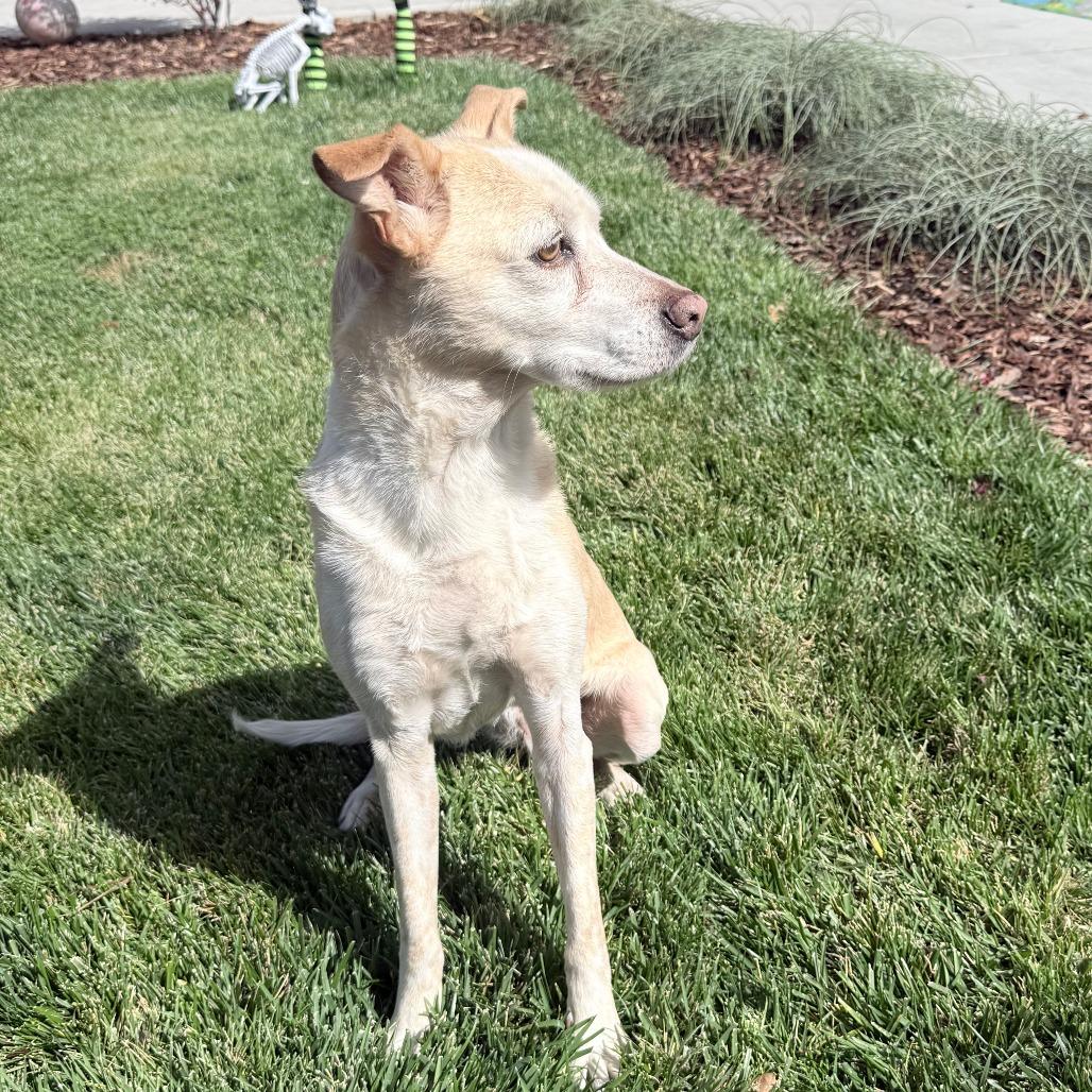 Enlarge Ivory, a Adoptable Mixed Breed in Corvallis, OR image 5/5