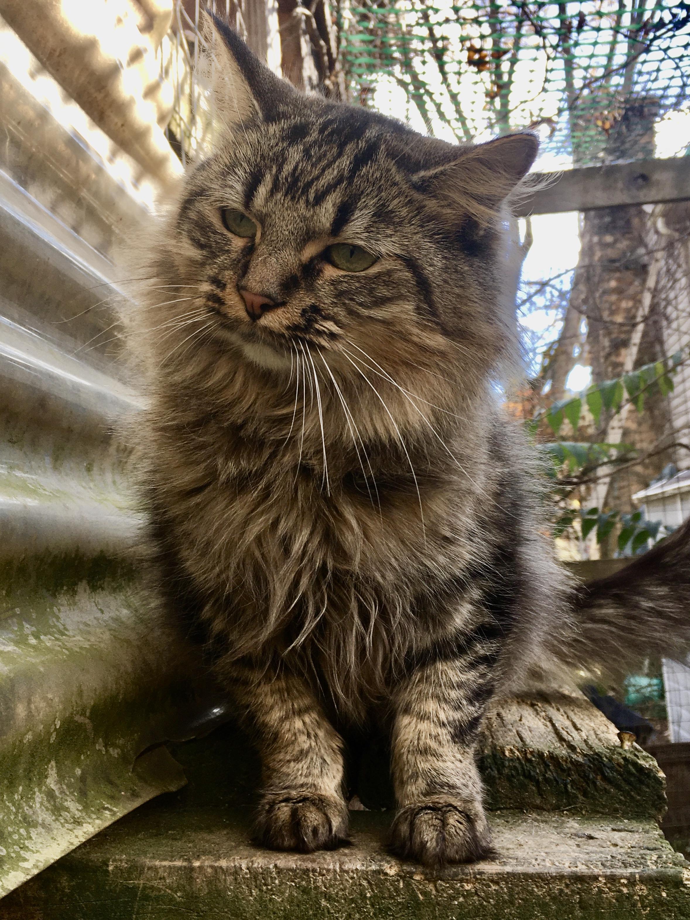 Enlarge Thula, an adopted mixed breed in Stuart, VA image 1/2