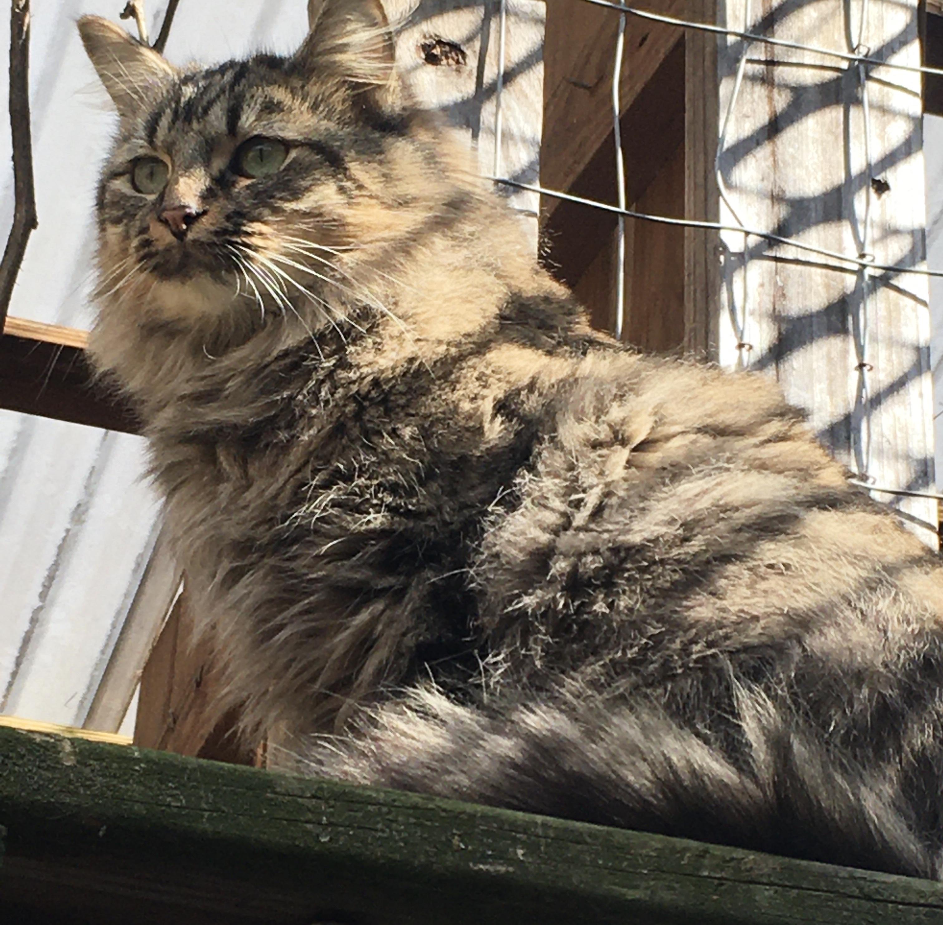 Enlarge Thula, an adopted mixed breed in Stuart, VA image 2/2