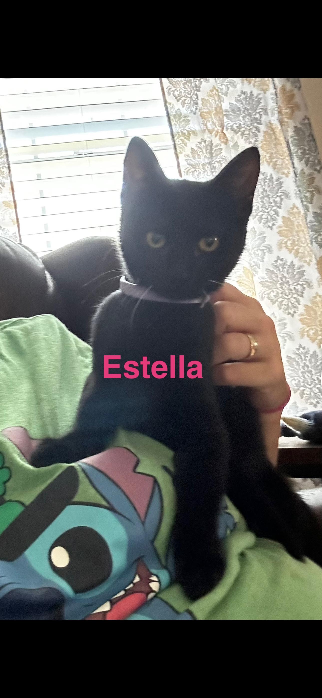 Estella, Adoptable, Kitten Female American Shorthair.
