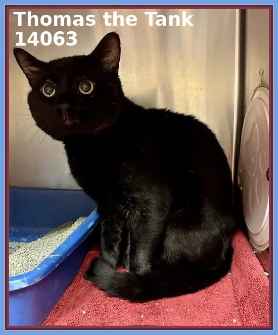 THOMAS THE TANK, Adoptable, Adult Male Domestic Short Hair.