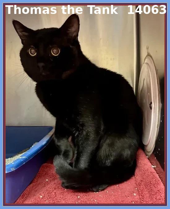 THOMAS THE TANK, a Adoptable mixed breed in Marietta, GA image 2/4