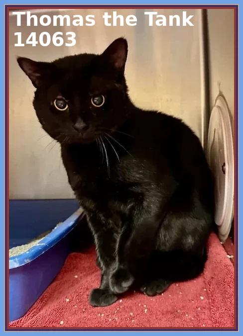 THOMAS THE TANK, a Adoptable mixed breed in Marietta, GA image 3/4