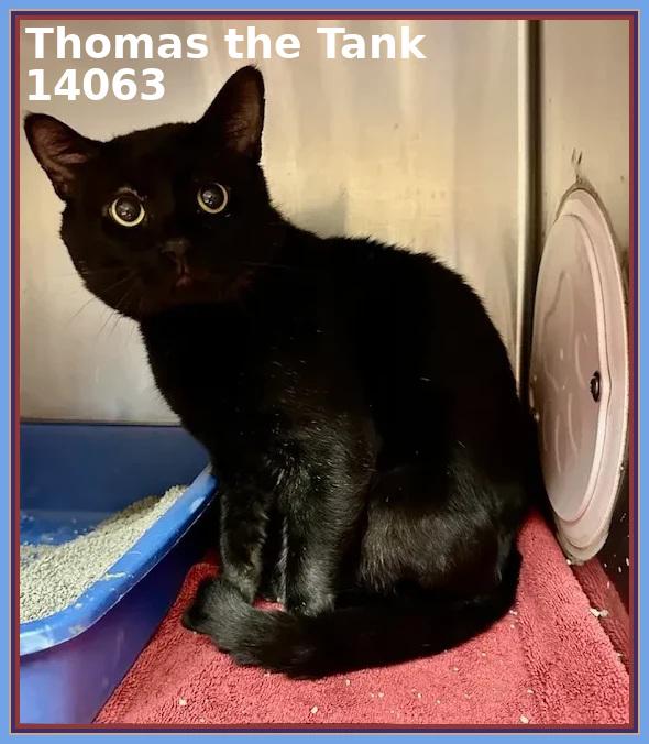 THOMAS THE TANK, a Adoptable mixed breed in Marietta, GA image 4/4