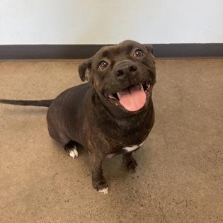 Rocky, adoptable, Adult Male Mixed Breed.