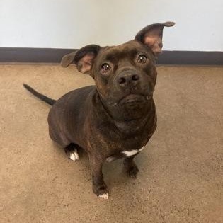 Rocky, an adoptable Mixed Breed in Mishawaka, IN image 2/6