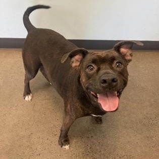 Rocky, an adoptable Mixed Breed in Mishawaka, IN image 3/6