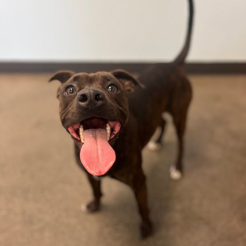 Rocky, an adoptable Mixed Breed in Mishawaka, IN image 4/6