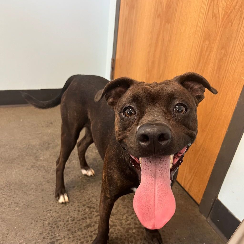 Rocky, an adoptable Mixed Breed in Mishawaka, IN image 5/6