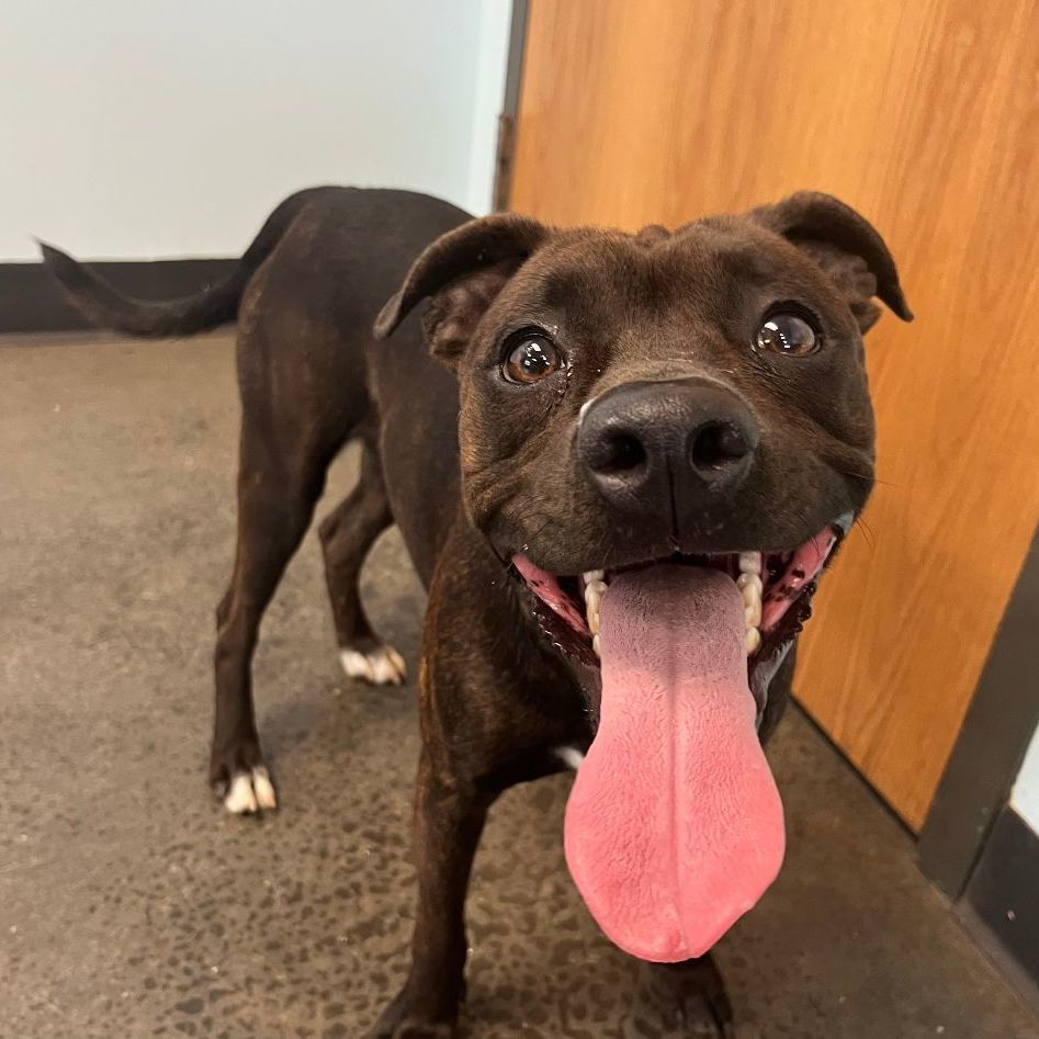 Rocky, an adoptable Mixed Breed in Mishawaka, IN image 6/6
