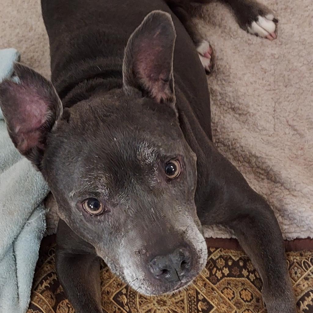 Scout, Adoptable, Senior Female Pit Bull Terrier & Mixed Breed.