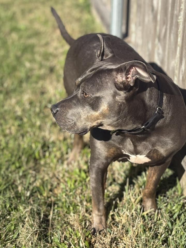 Crystal, a Adoptable Mixed Breed in Scott, LA image 2/6