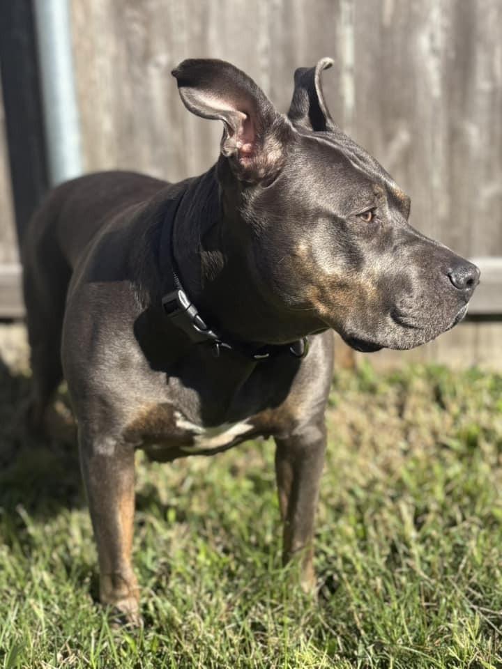 Crystal, a Adoptable Mixed Breed in Scott, LA image 4/6