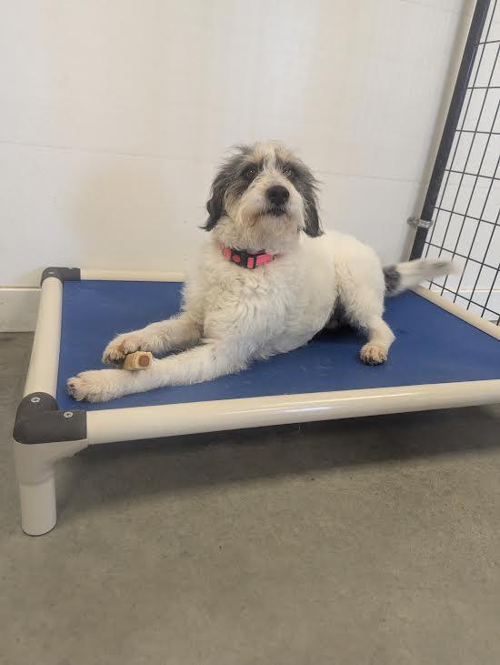 Enlarge Claire, an adopted mixed breed in Blue Earth, MN image 2/2