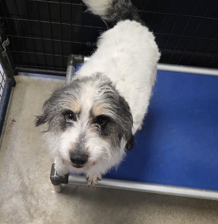 Enlarge Claire, an adopted mixed breed in Blue Earth, MN image 1/2