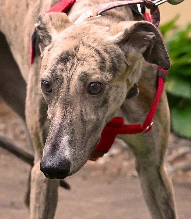 Enlarge Daisy, a Adopted Greyhound in Minneapolis, MN image 1/3