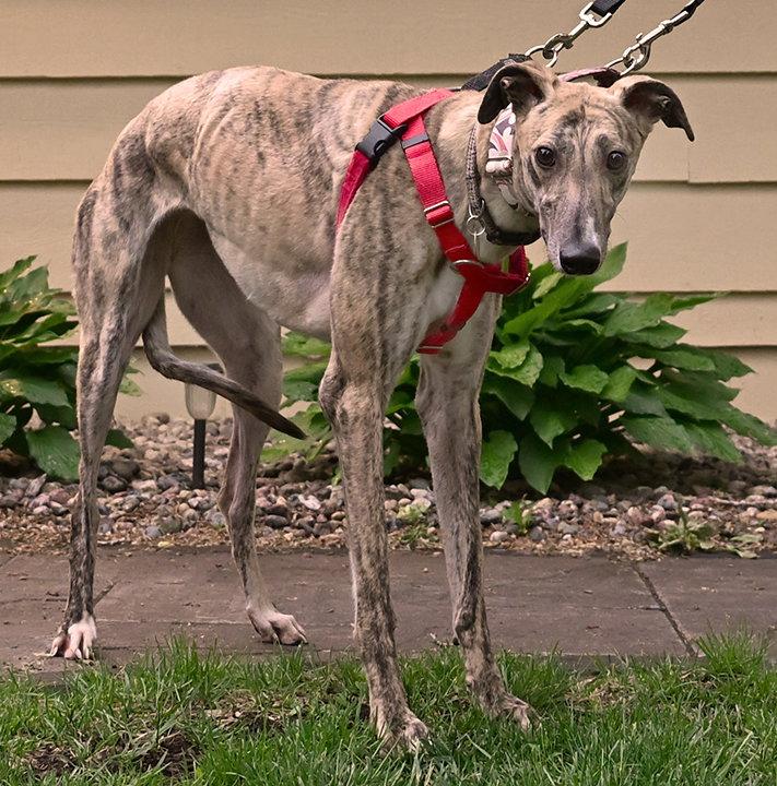Enlarge Daisy, a Adopted Greyhound in Minneapolis, MN image 2/3