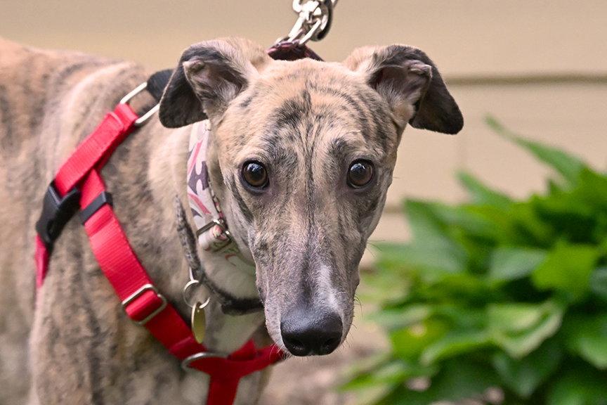 Enlarge Daisy, a Adopted Greyhound in Minneapolis, MN image 3/3