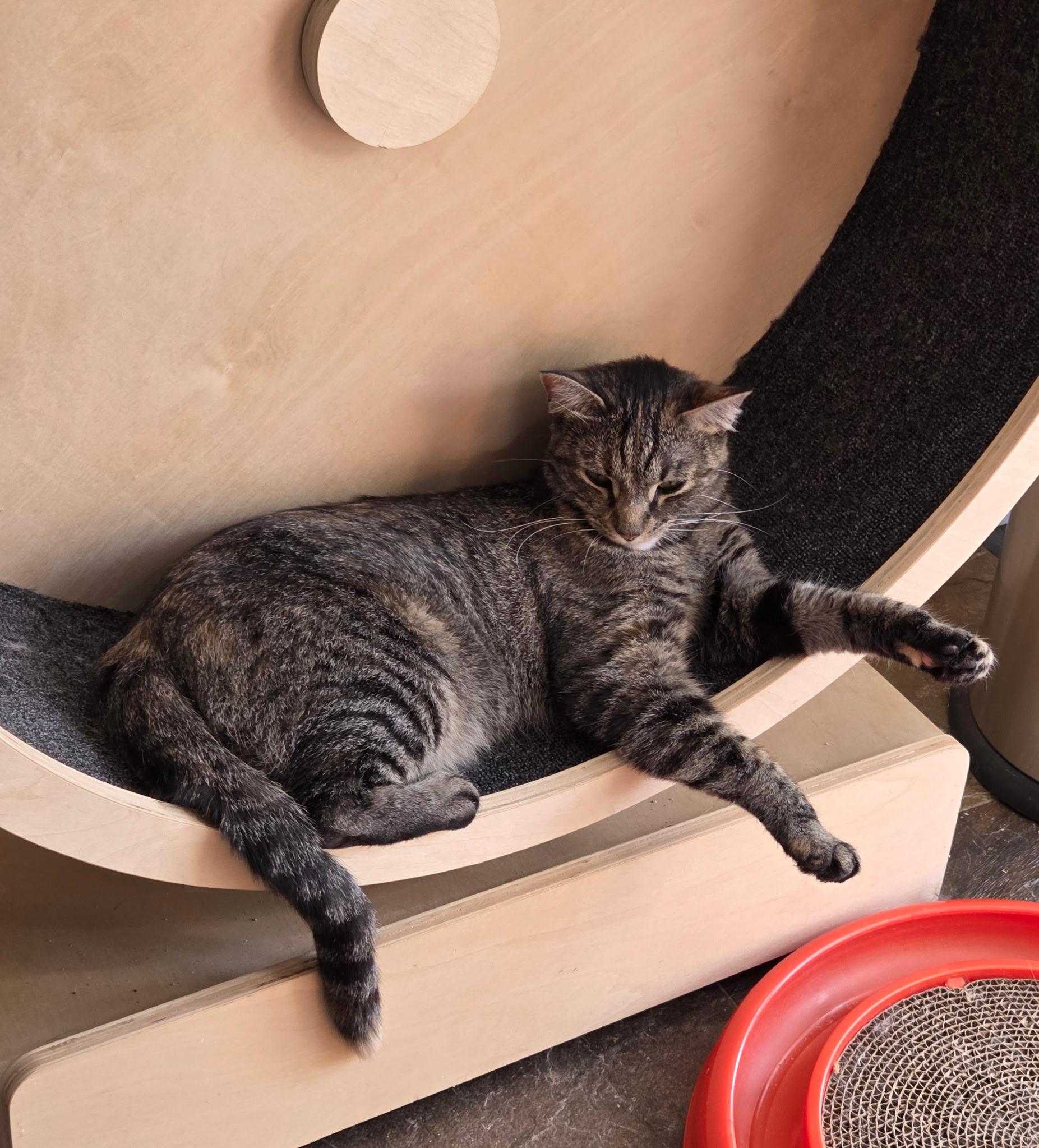 Charlene, Adoptable, Young Female Domestic Short Hair.