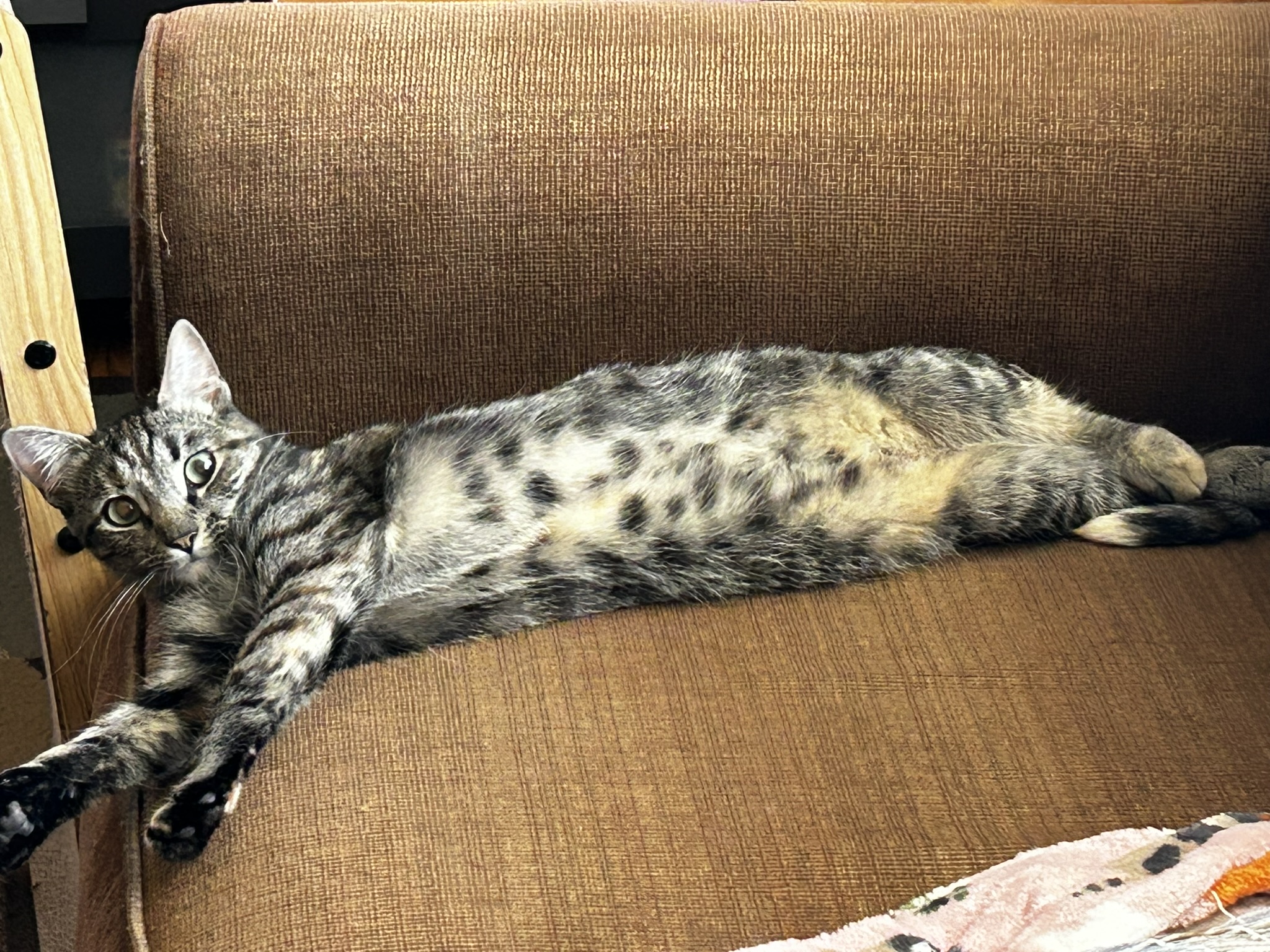 Enlarge Charlene, a Adoptable Domestic Short Hair in Allentown, PA image 3/6