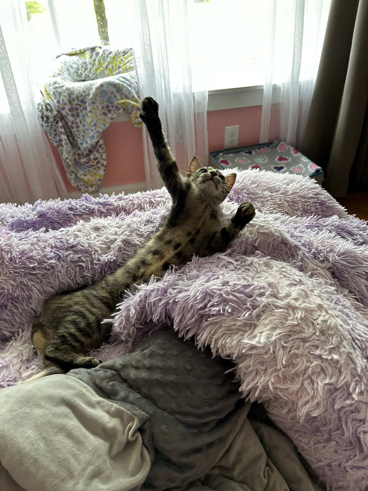 Enlarge Charlene, a Adoptable Domestic Short Hair in Allentown, PA image 4/6