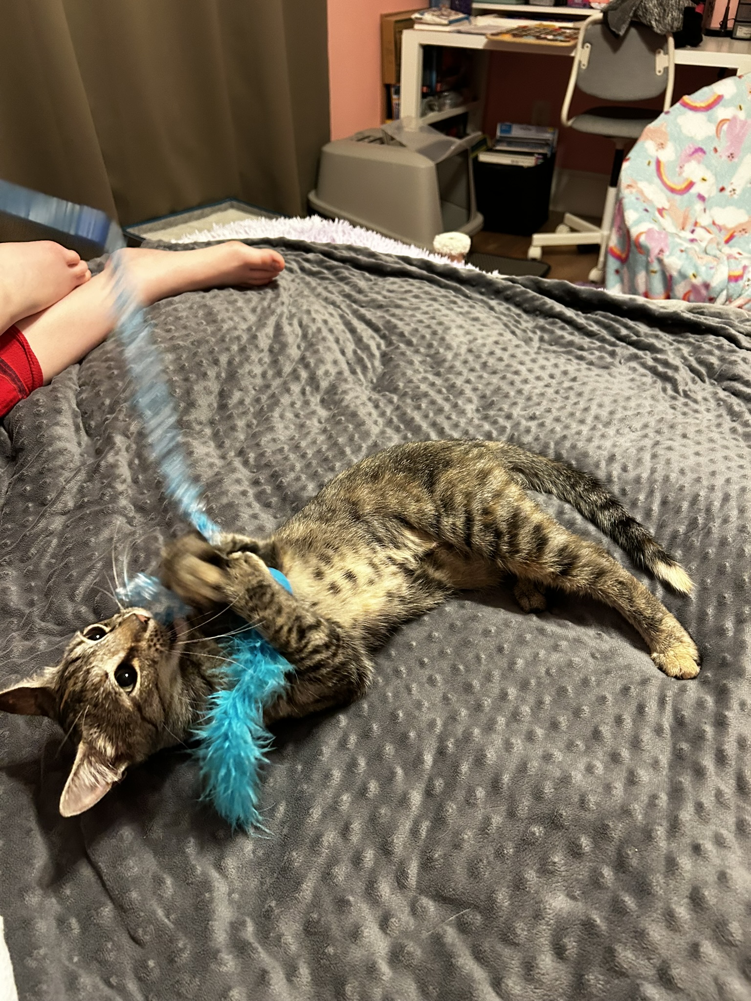 Enlarge Charlene, a Adoptable Domestic Short Hair in Allentown, PA image 6/6