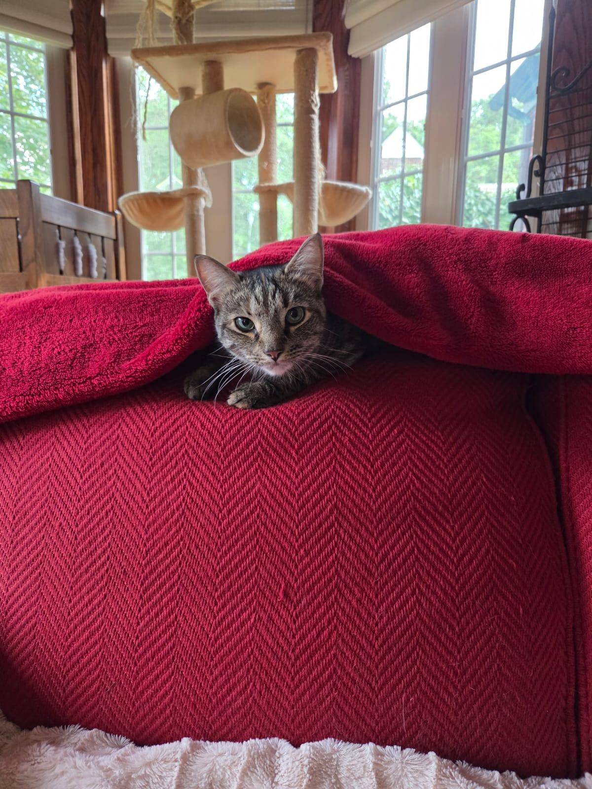 Charlene, a Adoptable Domestic Short Hair in Allentown, PA image 3/5