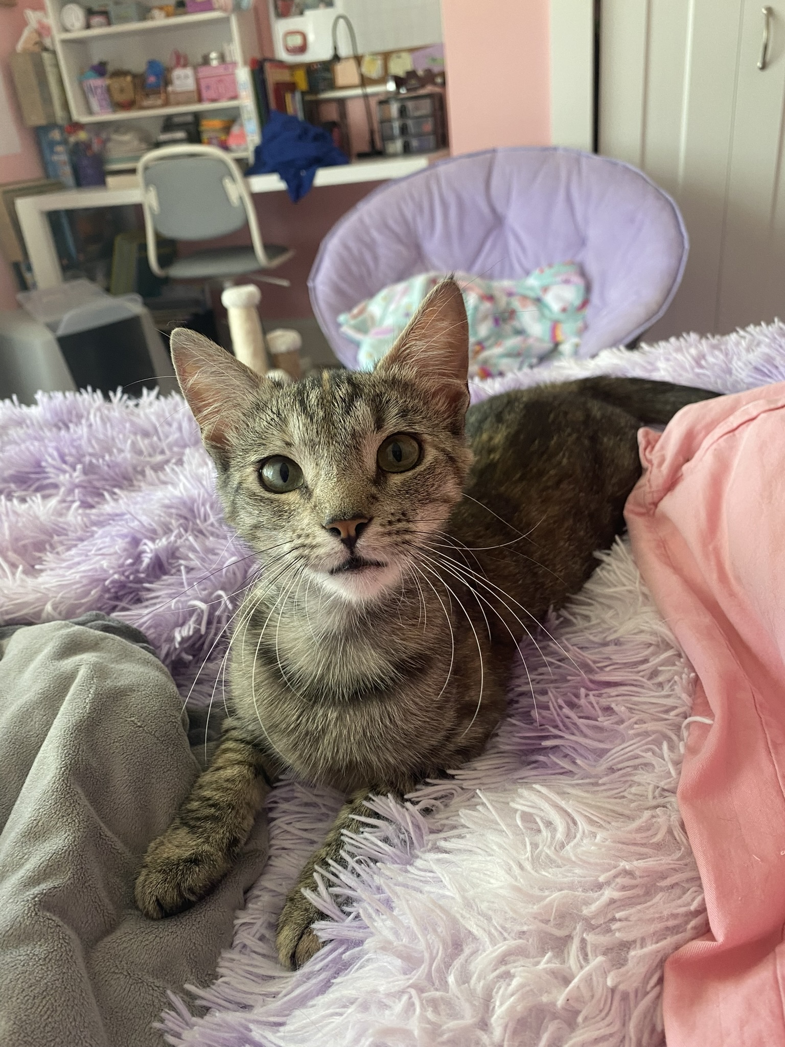 Enlarge Charlene, a Adoptable Domestic Short Hair in Allentown, PA image 2/6