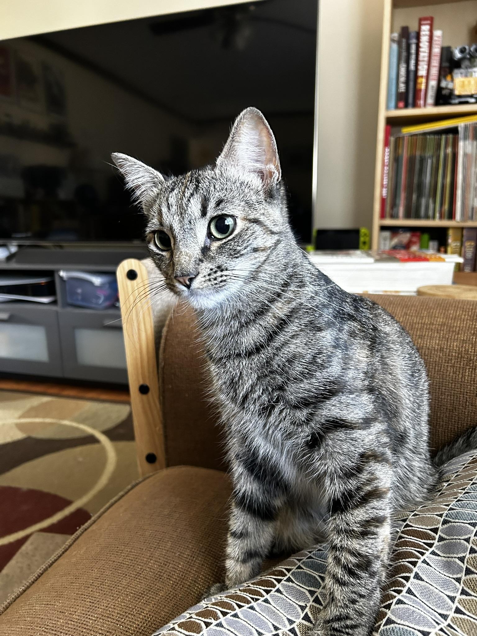 Enlarge Charlene, a Adoptable Domestic Short Hair in Allentown, PA image 1/6