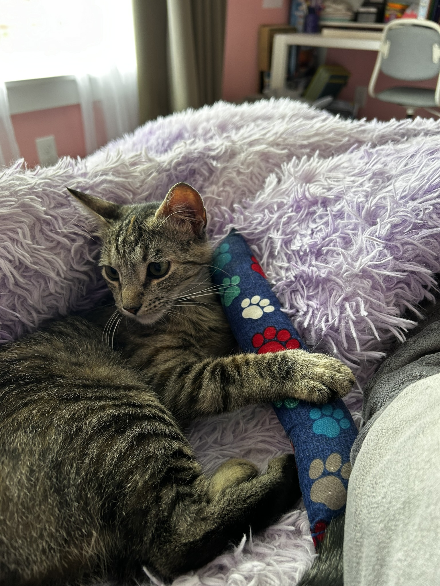 Enlarge Charlene, a Adoptable Domestic Short Hair in Allentown, PA image 5/6