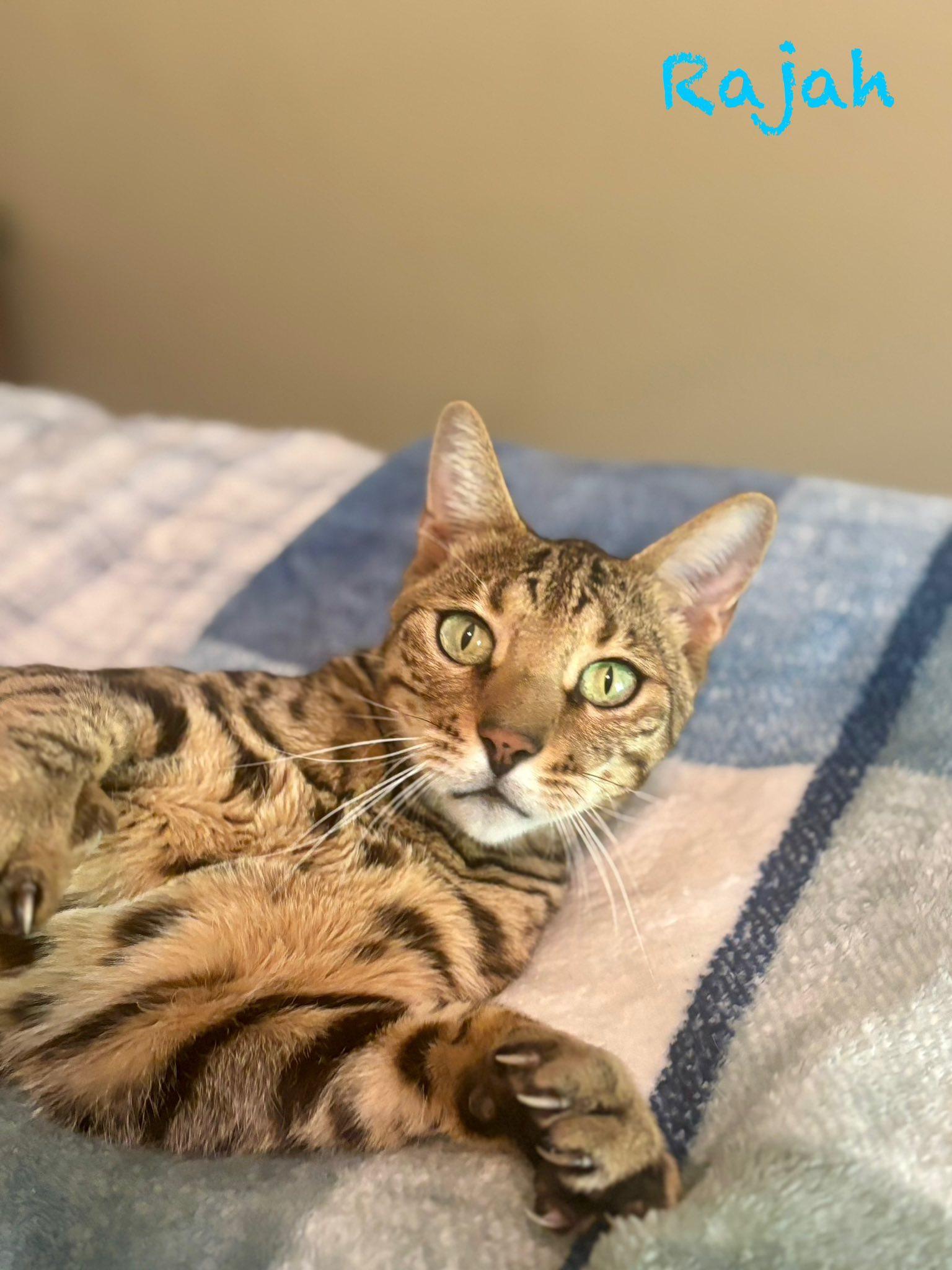 Enlarge Rajah, a ADOPTABLE Bengal in Clarksville, TN image 4/5